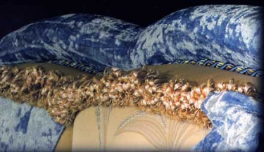 Мягкая мебель элитная Adriana Sofa